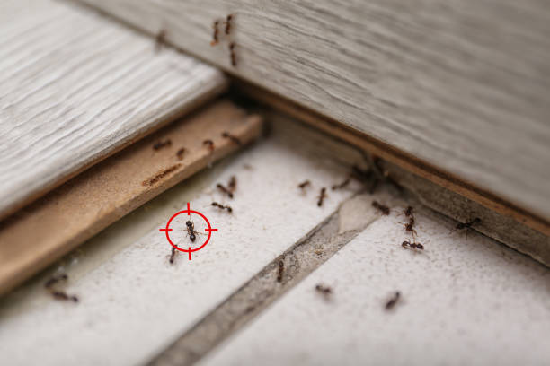 Best Commercial Pest Control Services  in Sunflower, MS